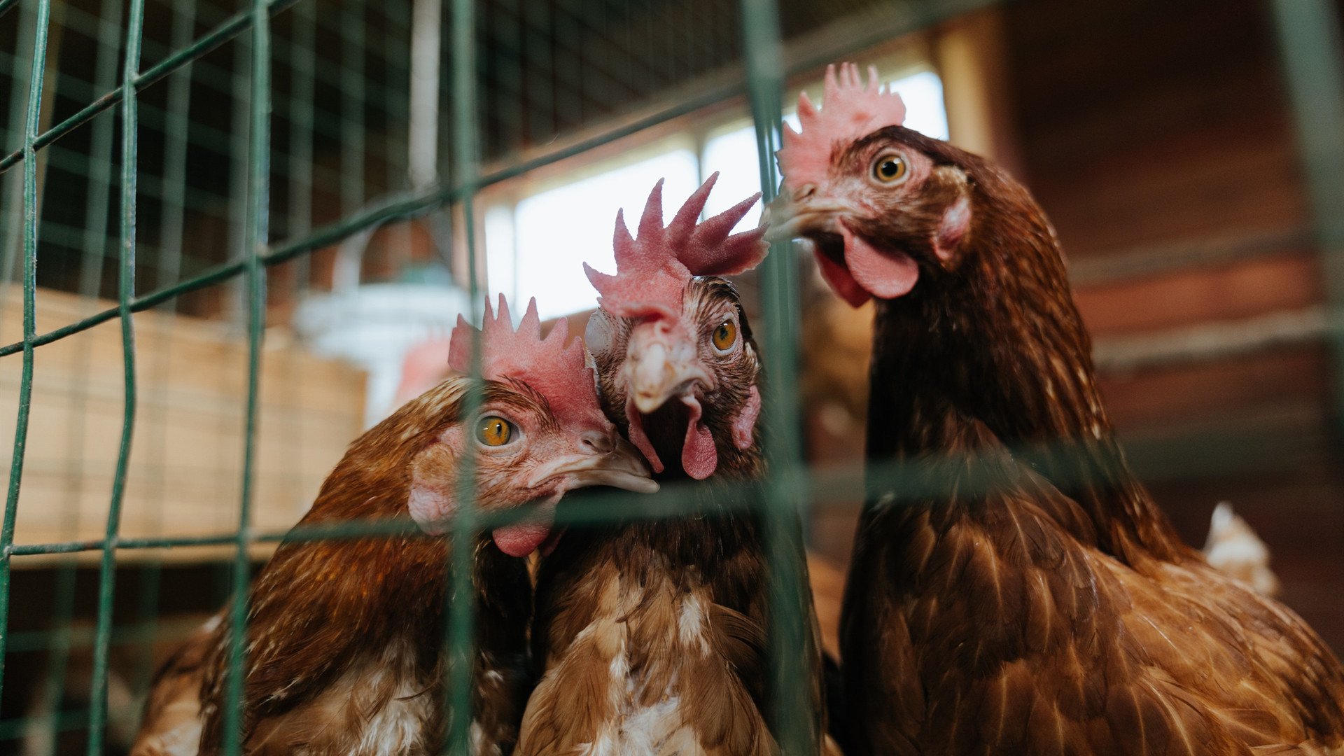 篮球公益训练营深入校园激发兴趣,篮球公益营销策划方案