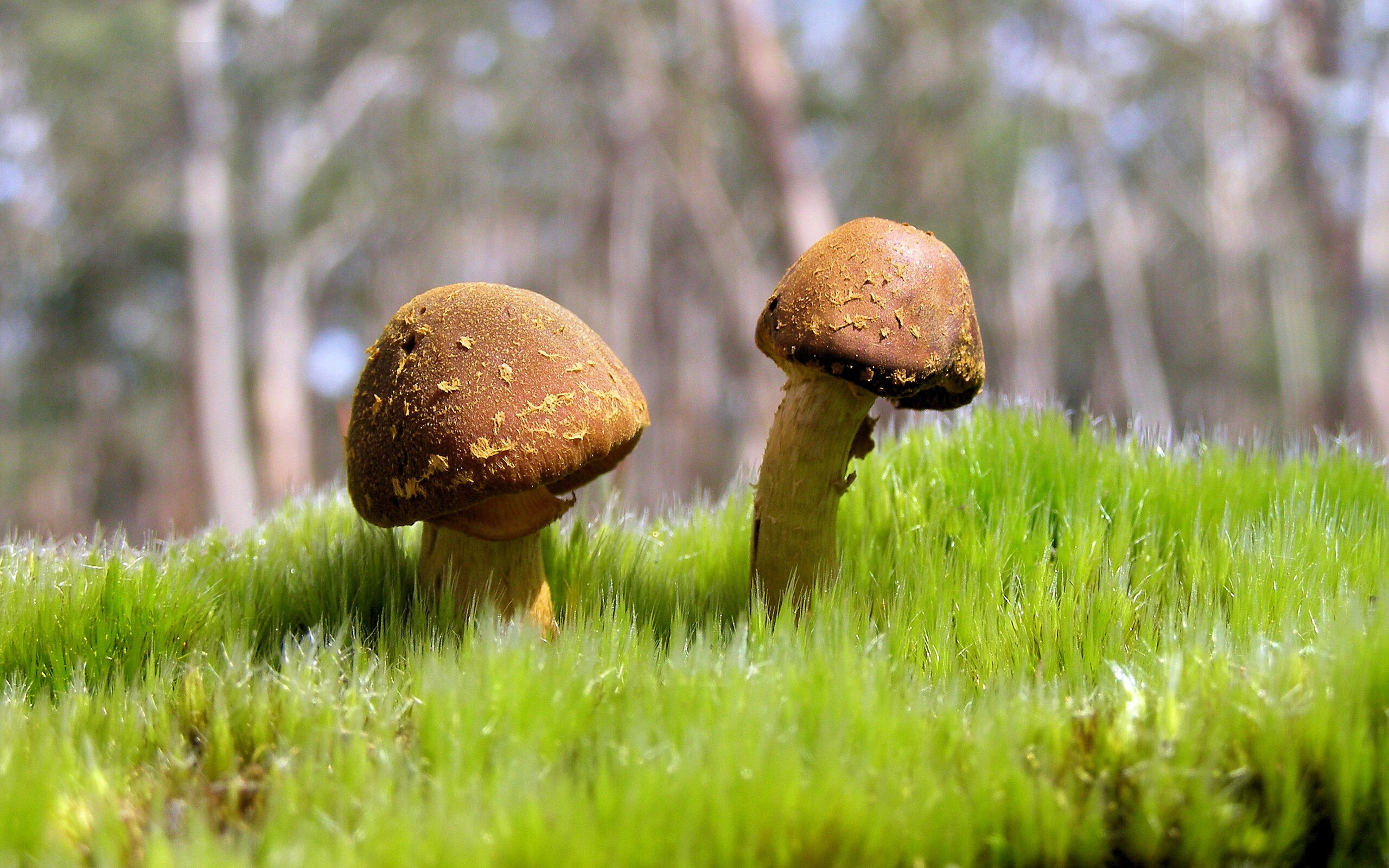 著名篮球专家评出今年联盟表现最抢眼的年轻球员，最年轻的篮球mvp