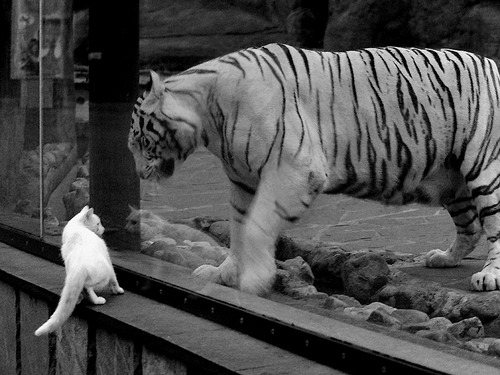 足球赛事直播接入5G流畅切换高清画面，足球直播60帧