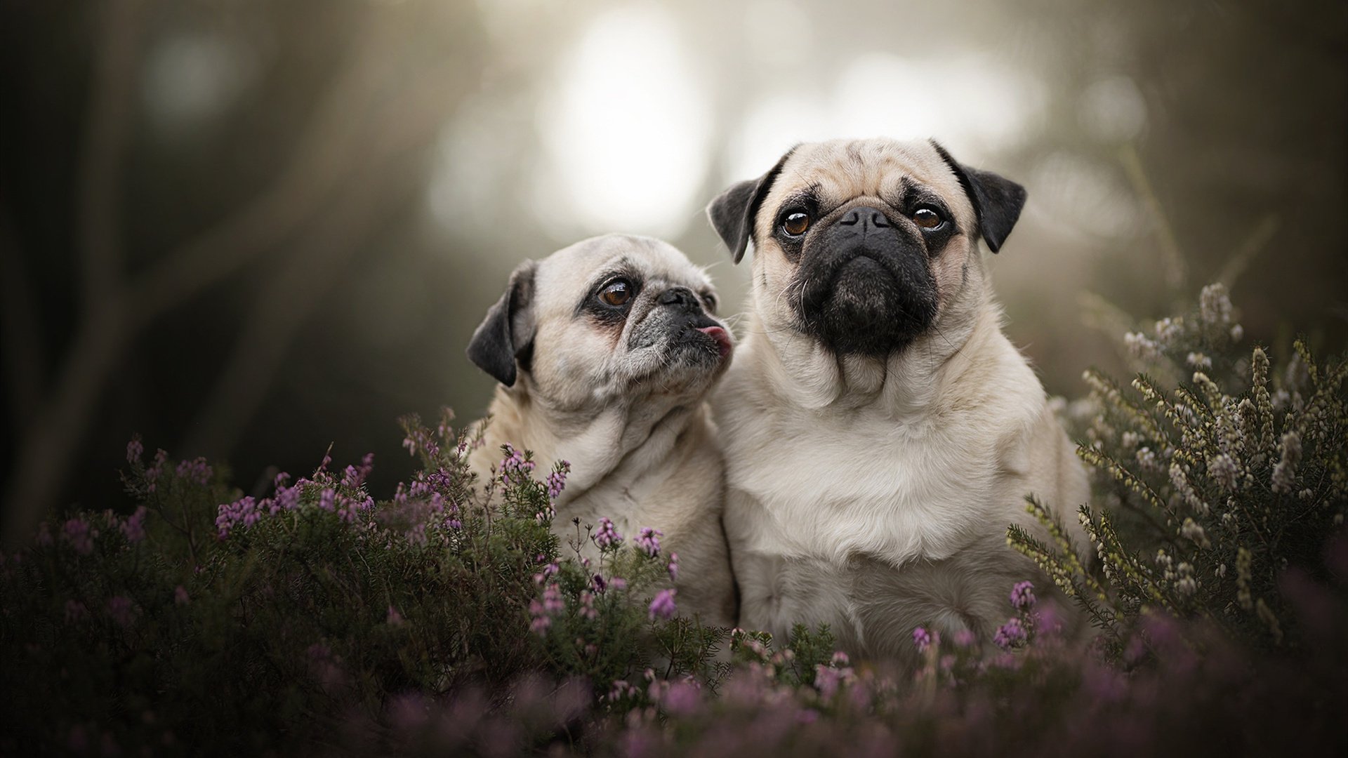 九游娱乐(jiuyou)官网-马赛2-1逆转蒙彼利埃，武卡乔和贝纳塞尔发威，马赛vs蒙彼利埃预测