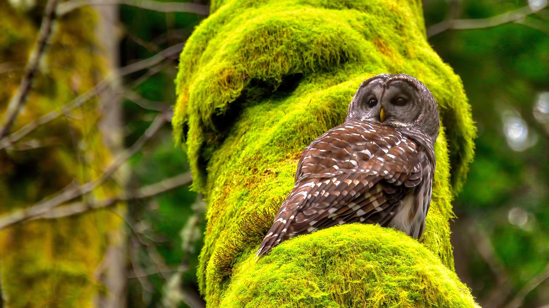 九游网页版官网-中国足球的裁判员培训机制，中国足球的裁判员培训机制是什么