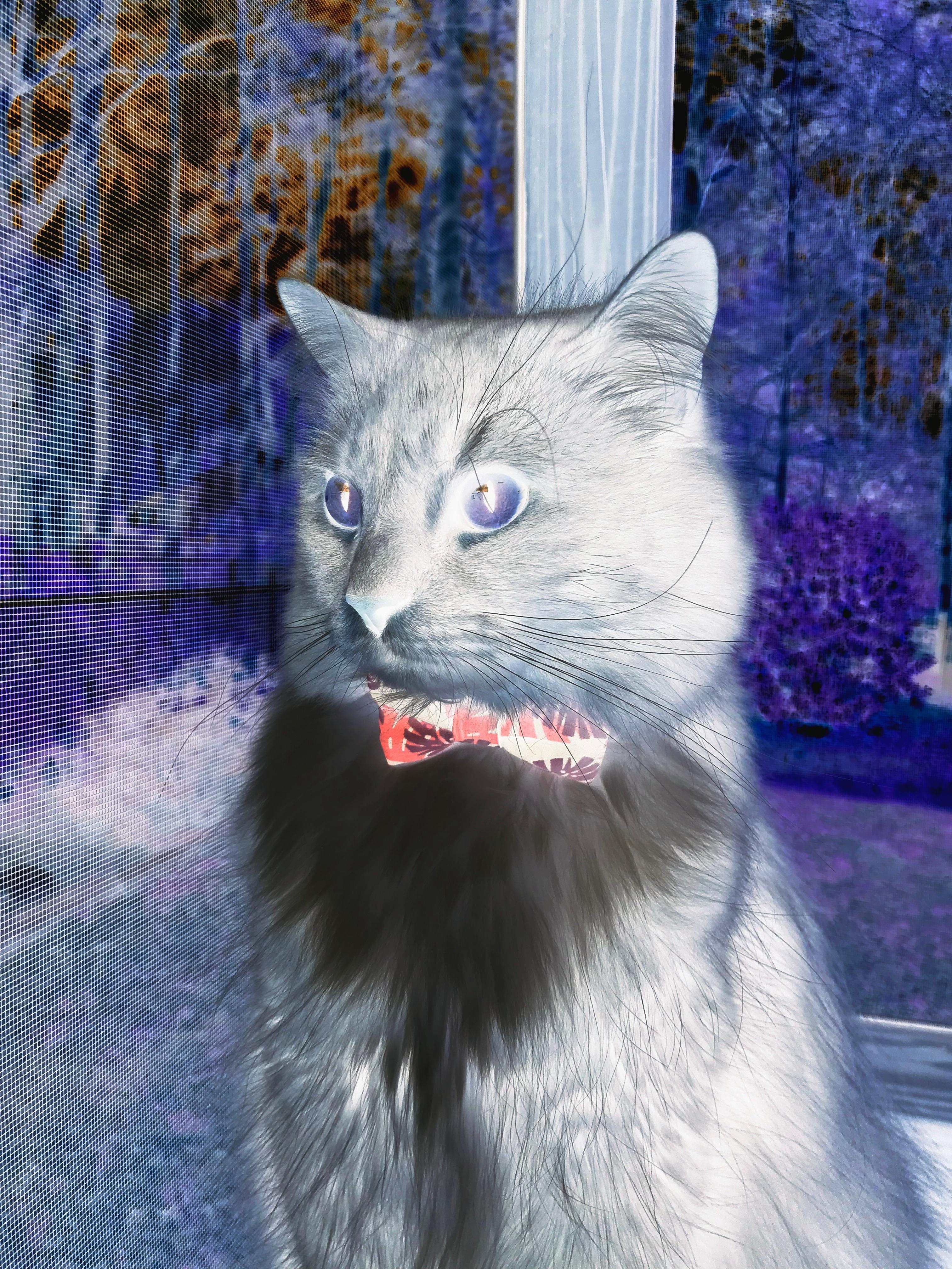 北京国安锋线火力全开,北京国安新消息