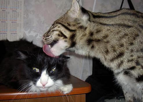 九游官网下载电脑版-卡昂球员集体发挥失常，客场惨败，卡昂对阵第戎