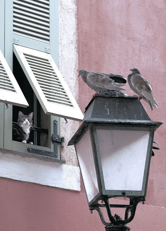 摩纳哥连续取胜保持势头,摩纳哥吧