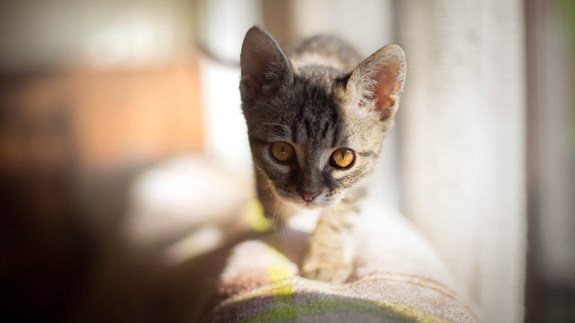 九游app下载中心-斗篷再续篮球传奇，凯尔特人队将再追梦总冠军，凯尔特人队比赛视频