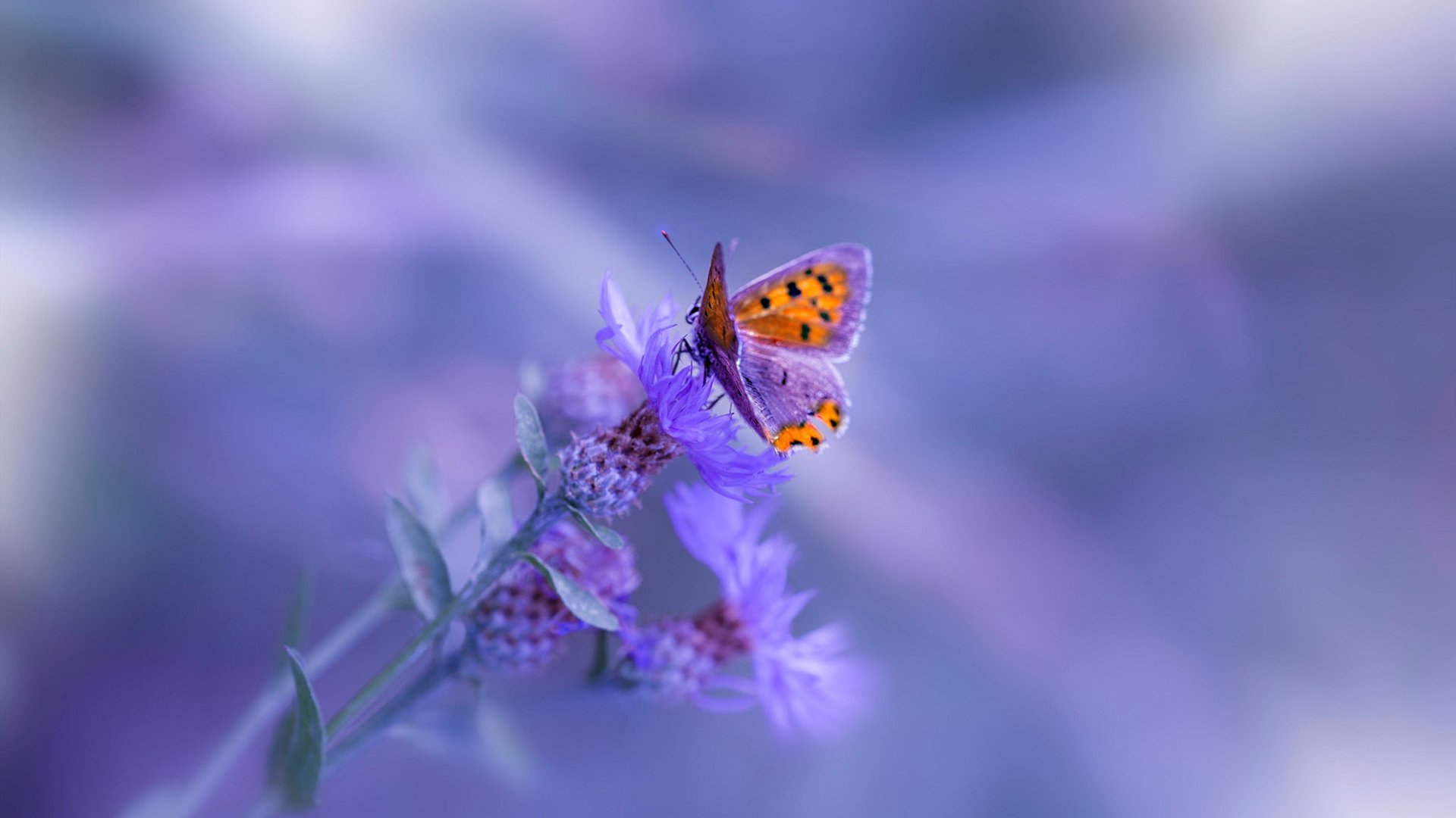 汉诺威千钧巨震，蓄势待发再次全力以赴，汉诺威是什么意思