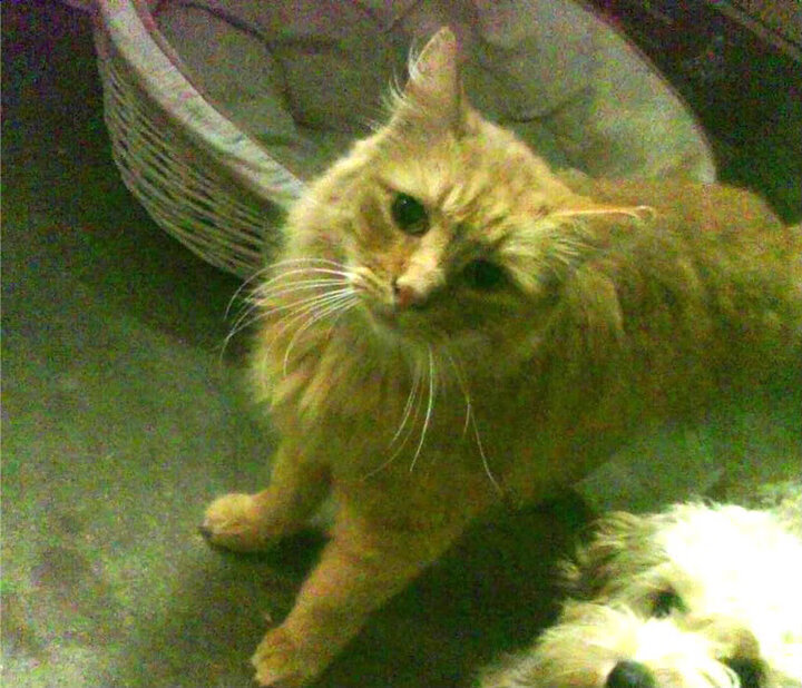 九游登录入口-那不勒斯惊险逆转，成功晋级下一轮，那不勒斯是谁