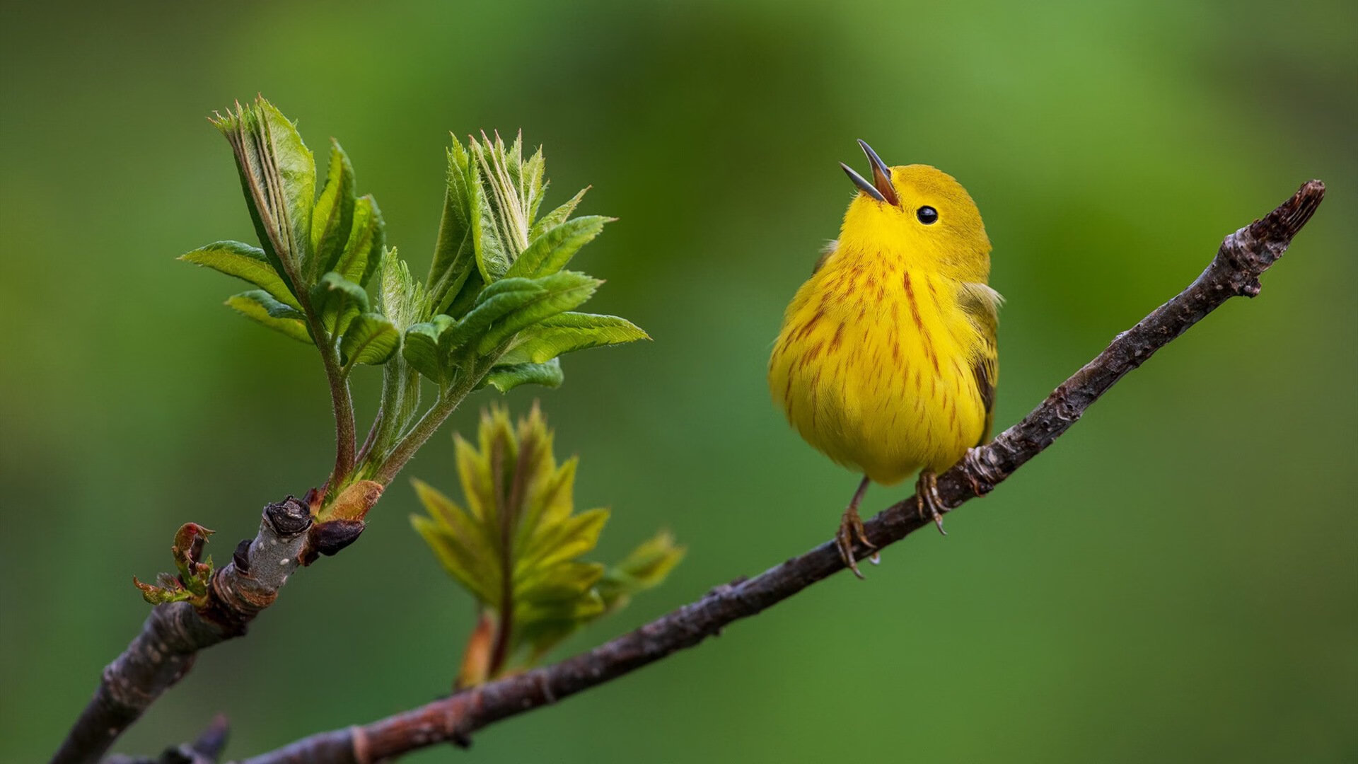 日本马术协会与欧洲马术协会签署合作协议，共同举办国际赛事。