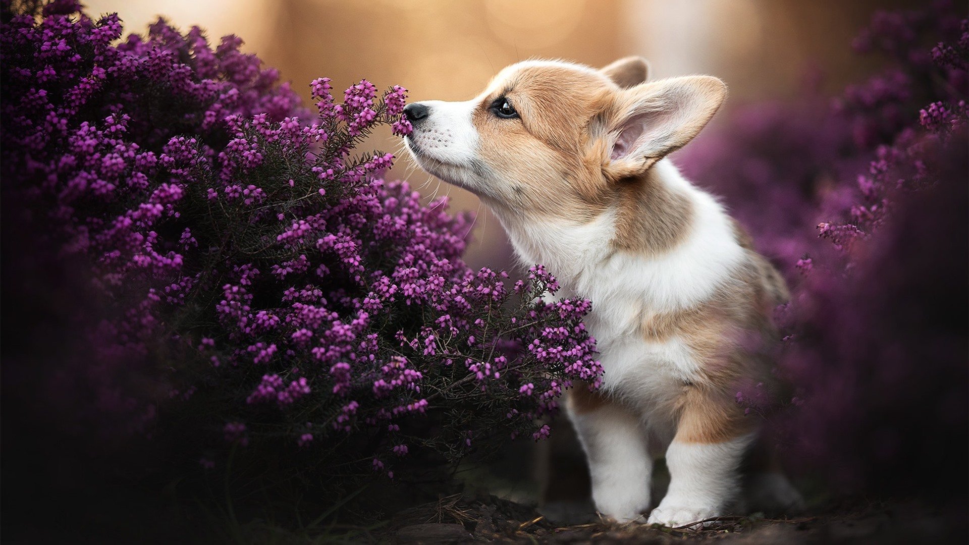 NBA球员赛场领导力研究，nba领队