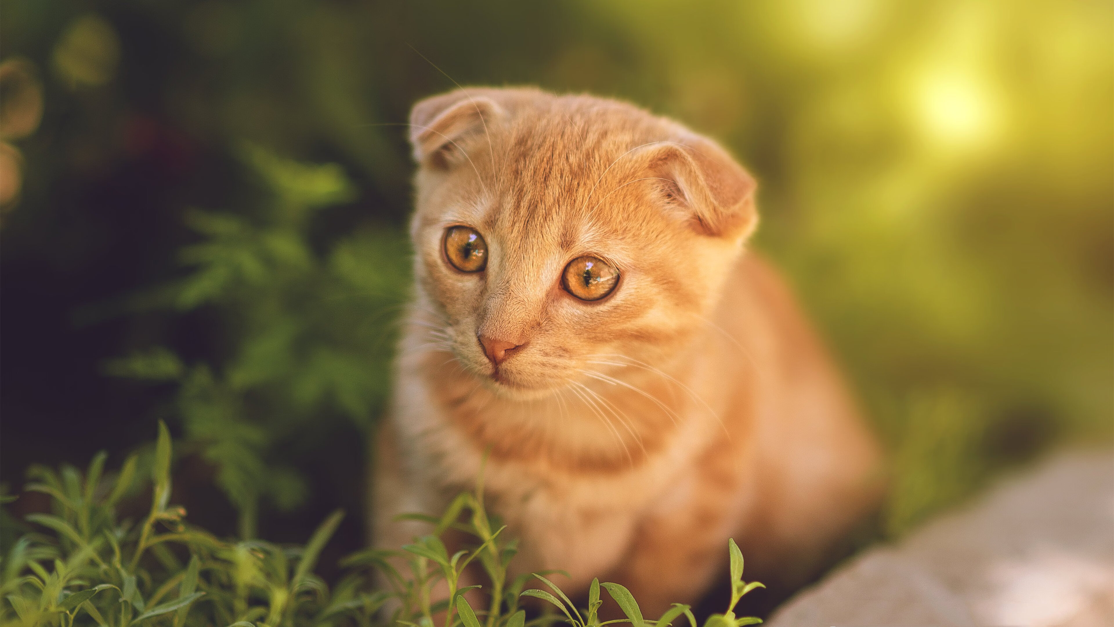 世界青年击剑锦标赛在东京隆重举行,2021年击剑世青锦赛预赛