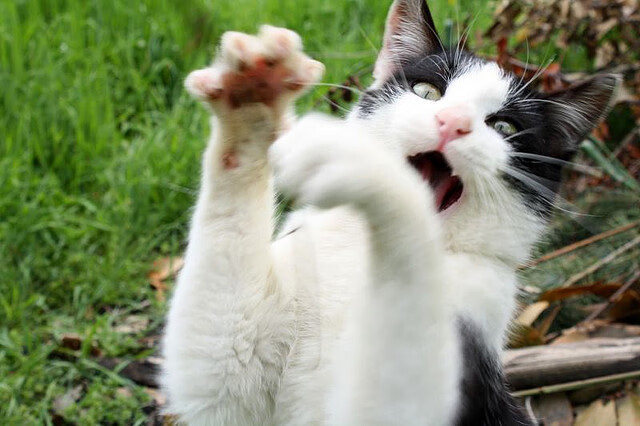 体育类短视频内容对青少年运动行为的引导作用研究,体育短视频定义