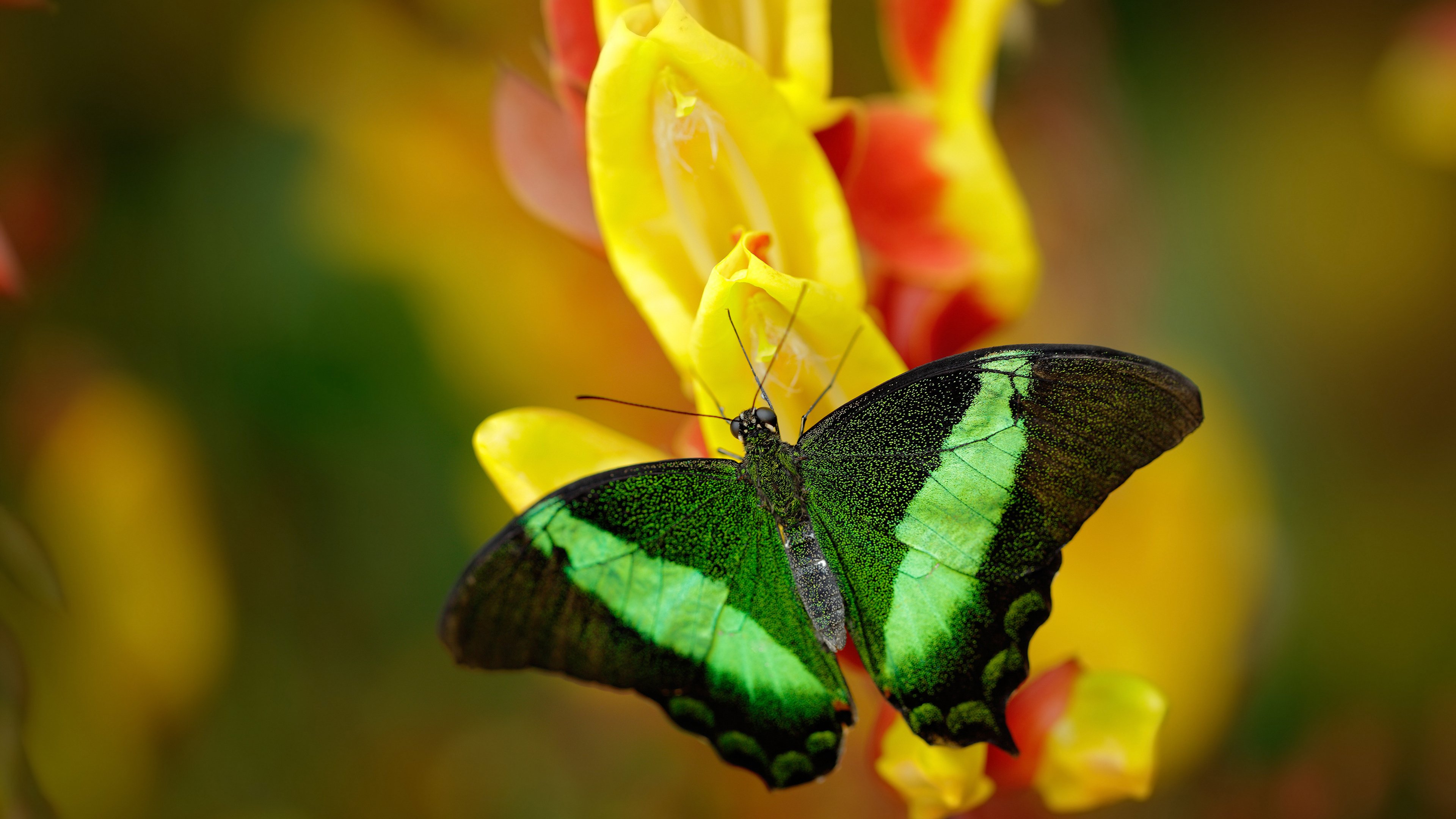 女子接力赛德国新阵配合良好,女子接力进决赛