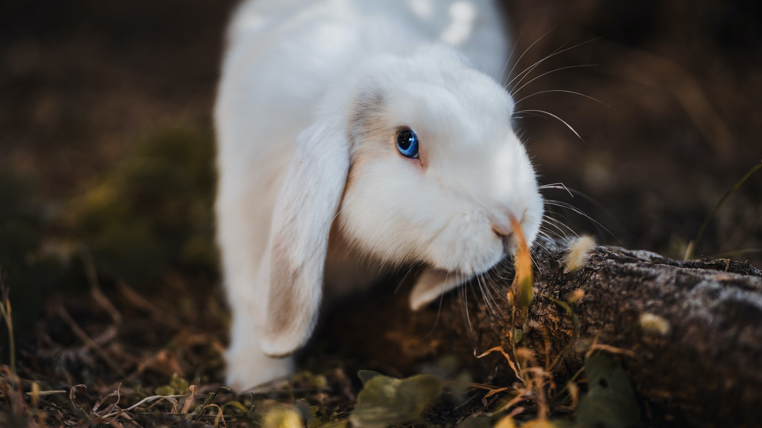 蝶泳滑行时间占比提高明显，蝶泳时间对照表