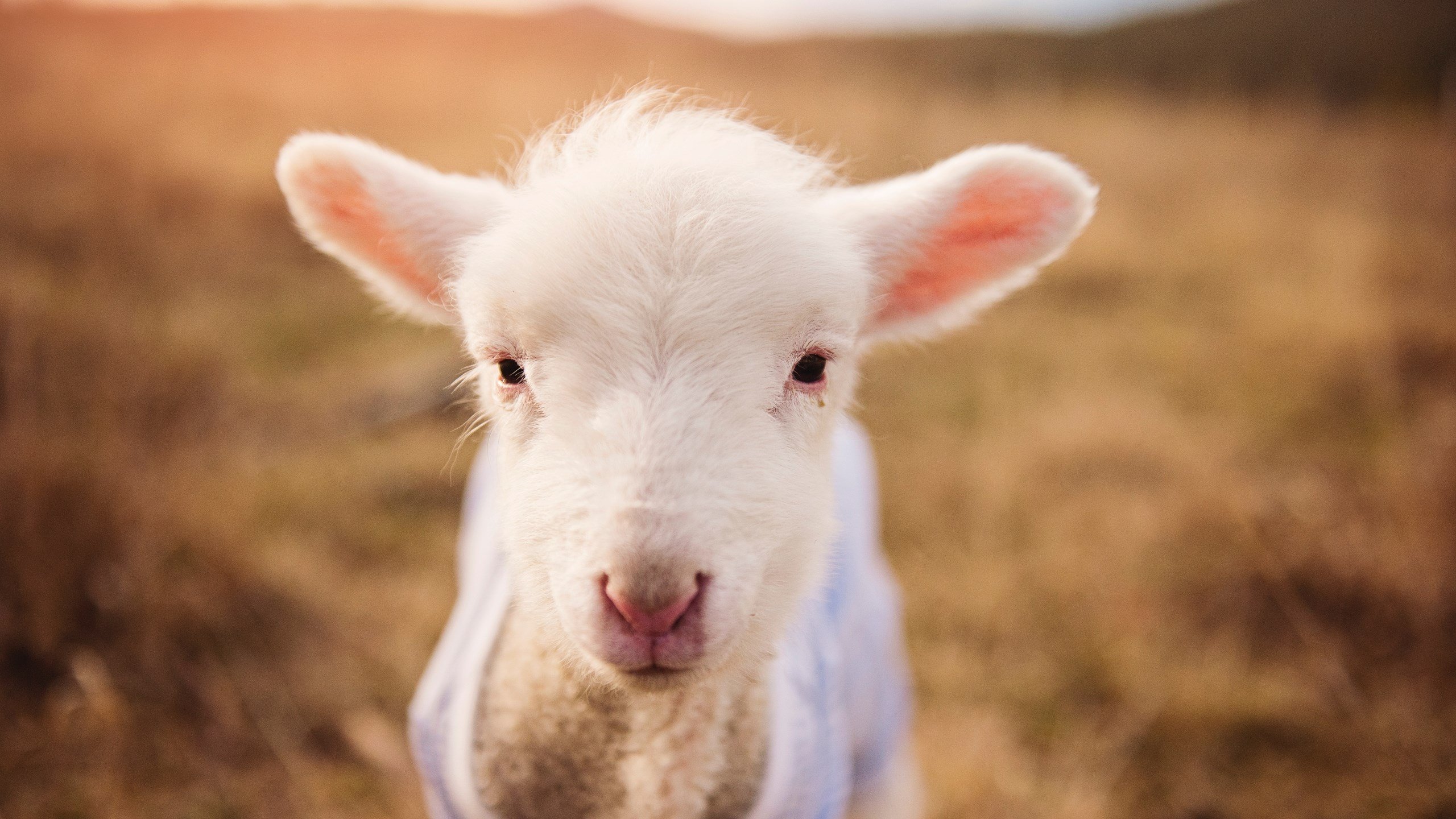 仰泳新秀吉尔吉斯斯坦表现超预期，运动员甘油