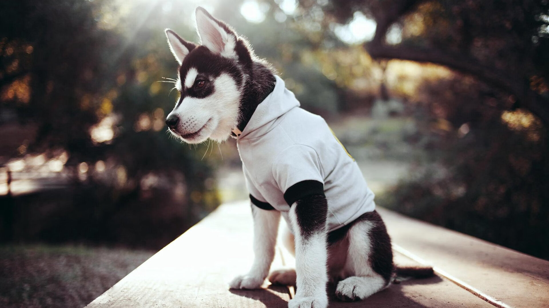 九游sports-墨西哥在客场取胜，拉美篮球竞争白热化，墨西哥篮球厉害吗