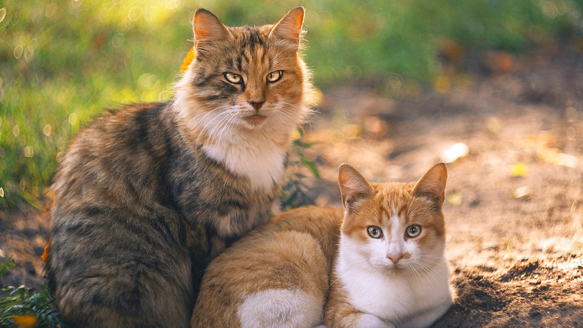 张伟丽再次蝉联国内最佳女子选手，女子张伟丽比赛视频