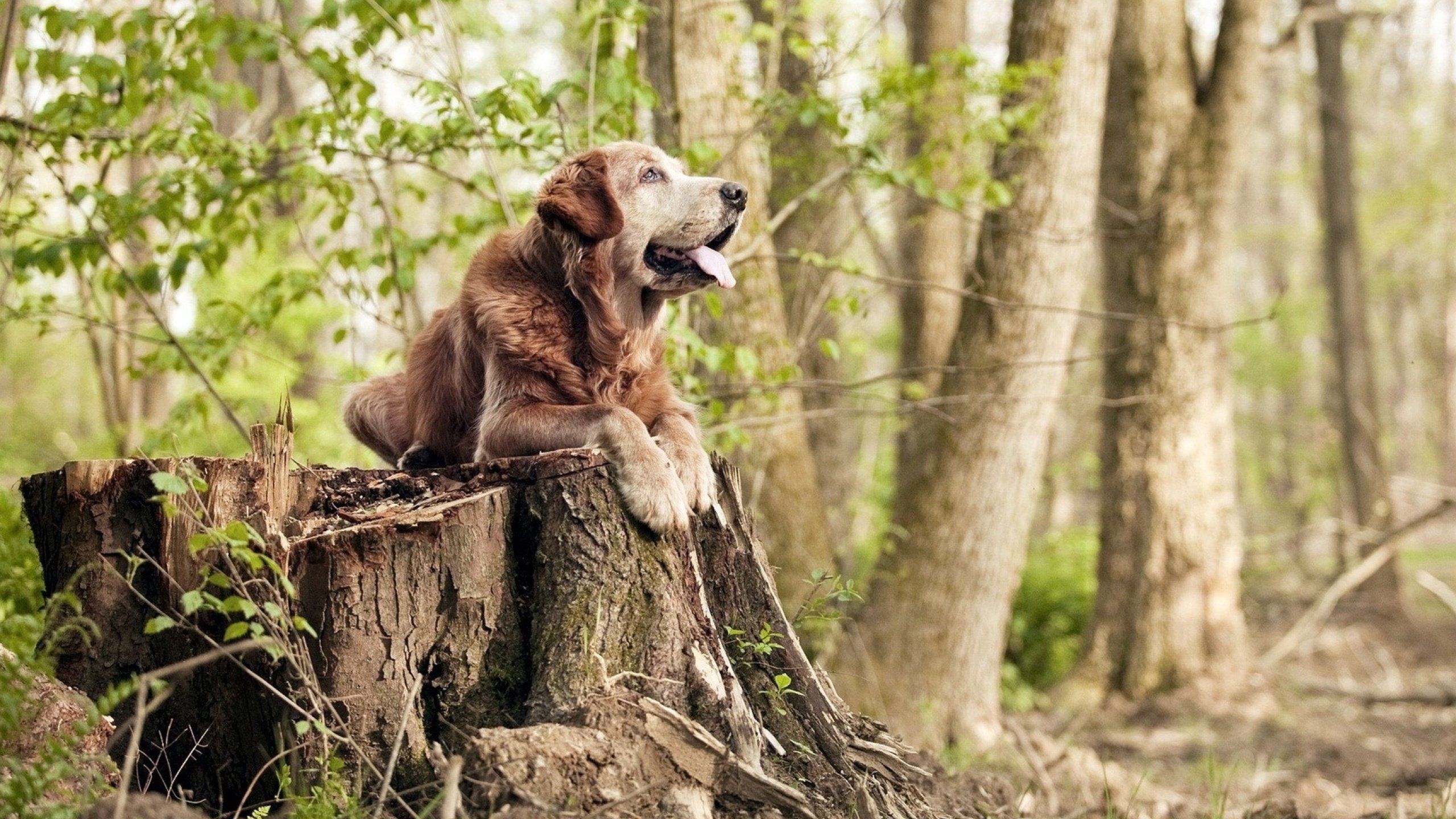 战术体系持续打磨多名新秀融入速度超出教练组预期,新秀联合试训