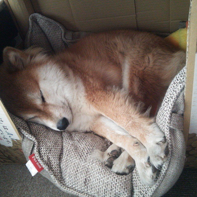 林丹到访俱乐部为青训讲授战术，林丹比赛的动作解说