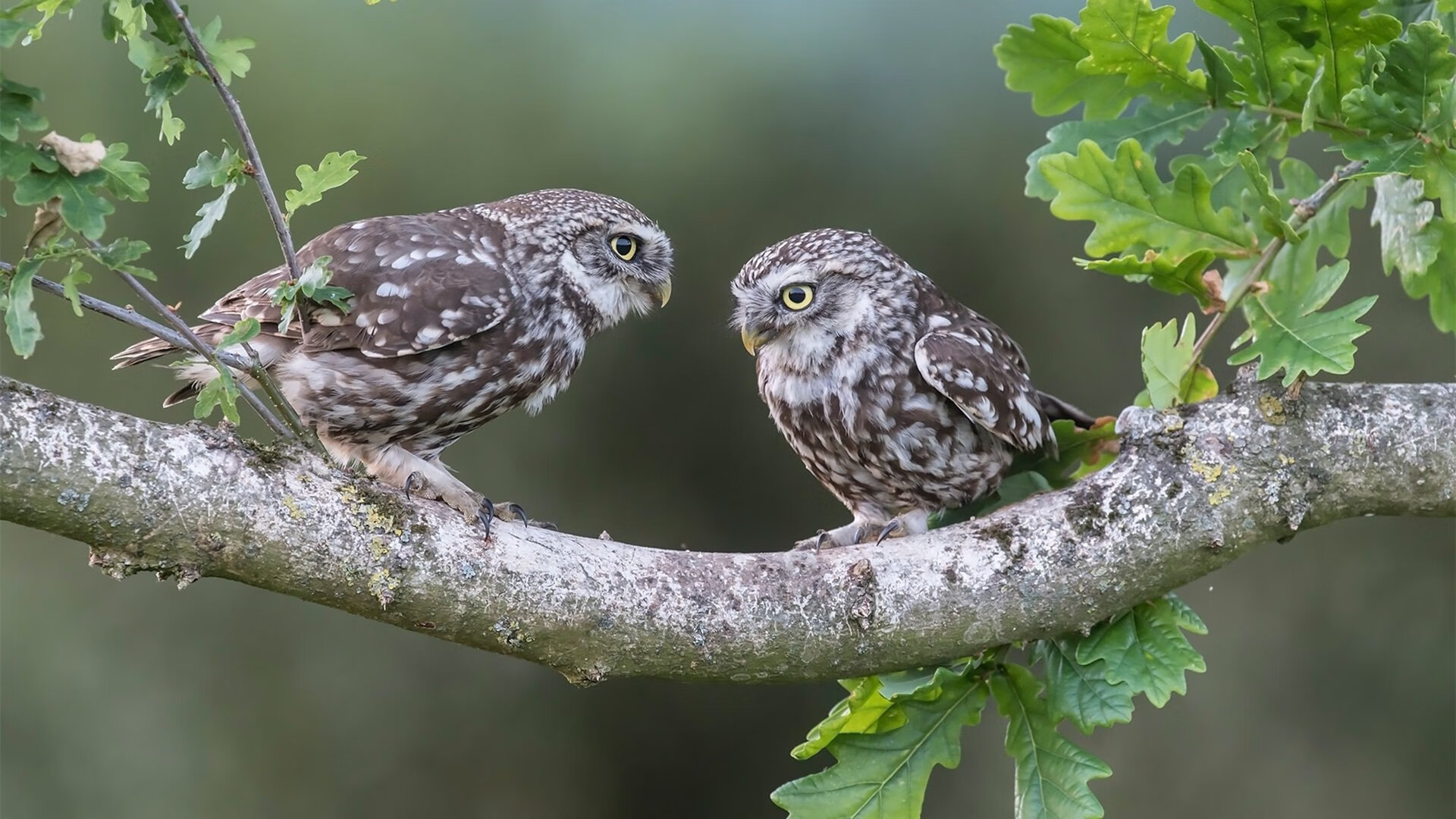 霍勒迪连续命中两记中投雄鹿锁定胜局,雄鹿霍勒迪和奇才霍勒迪